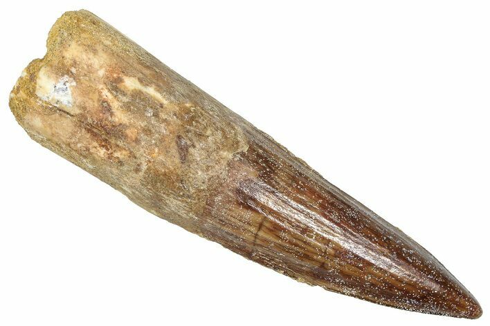 Bargain, Fossil Spinosaurus Tooth - Real Dinosaur Tooth #373914